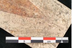 Foto (Detailansicht) von Quercus palaeoilex Ettingshausen (NHMW-GEO-2024-0188-8115)